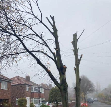 Trees on Middlewood Road