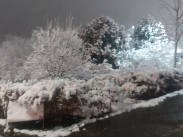 Kevin Green took this picture of snowy foliage while at work in Dunfermline.