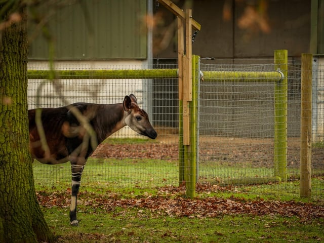 The Park gave a warm welcome to a special guest: Kora the two-and-a-half-year-old okapi who travelled from Chester Zoo.