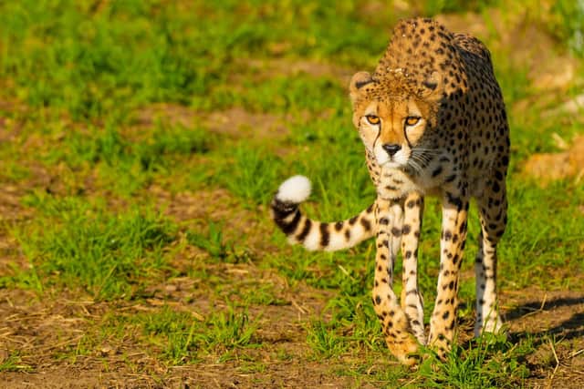 The cheetahs are settling into their new home in Doncaster.