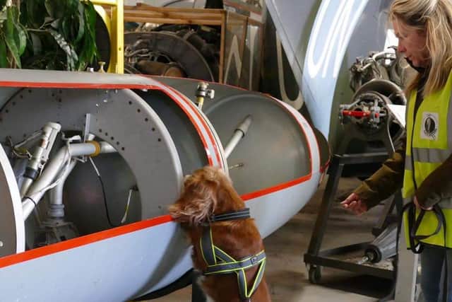 A very clever canine