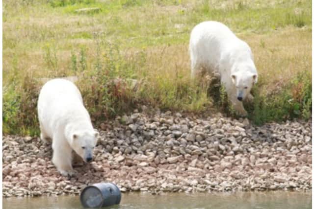 Indie and Yuma settle into their new home at Doncaster's Yorkshire Wildlife Park.