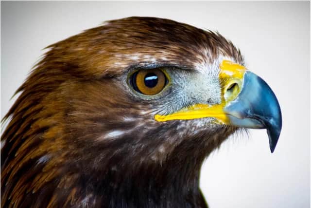 Is there a golden eagle on the loose in Doncaster? (Photo: Pixabay).