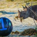 Extremely rare baby rhino celebrates 1st birthday in adorable video