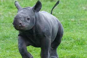 Here is your chance to name the new black rhino calf at Yorkshire Wildlife Park.