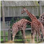 Yorkshire Wildlife Park is in talks with staff over redudancies.