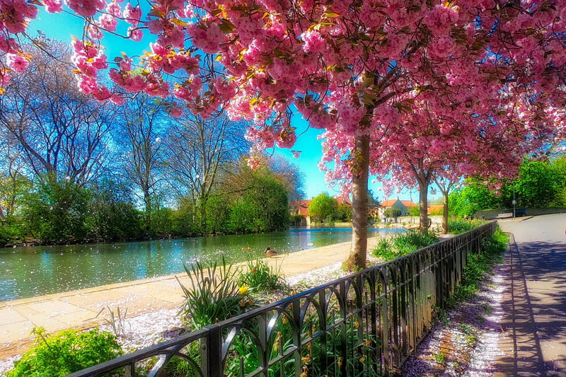 A delightful cherry blossom shot of Tickhill Duck Pond.