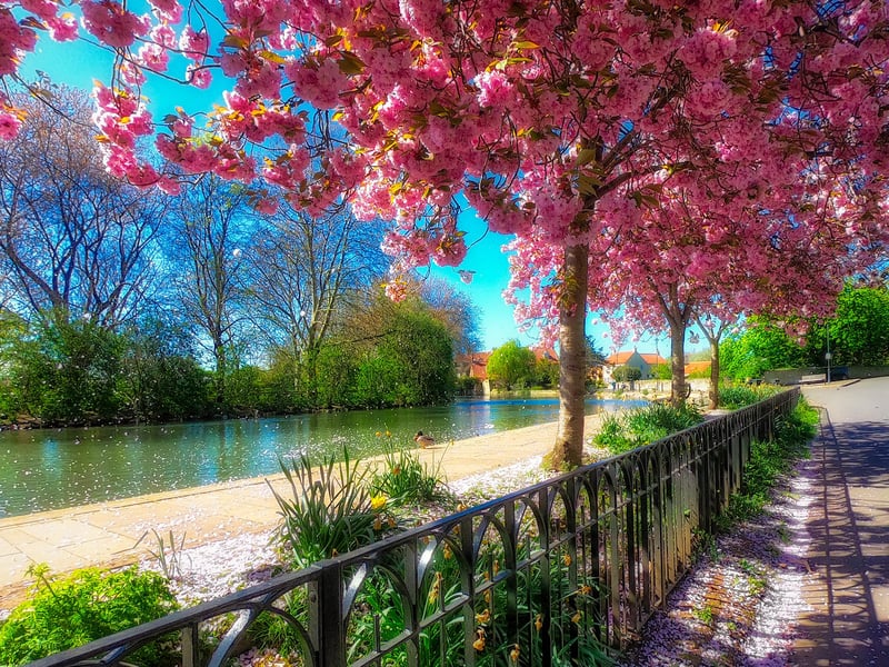 A delightful cherry blossom shot of Tickhill Duck Pond.
