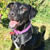 Layla now after her recovery