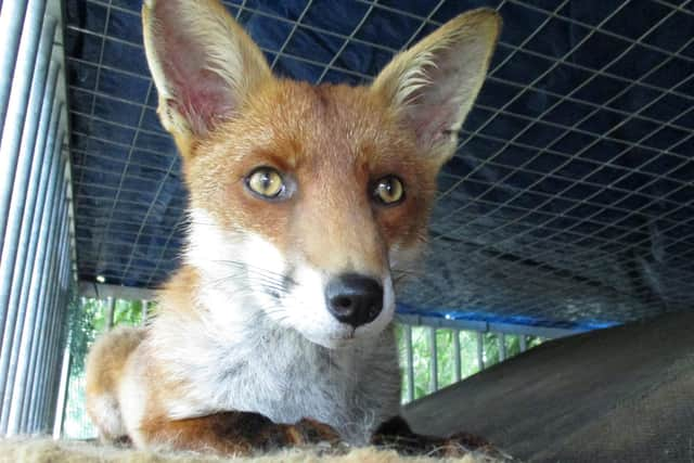 Ben the fox. See SWNS story SWSYfox. A man adopted an orphaned fox cub after it crawled into his jacket sleeve for a nap. Les Hemstock, 51, was visiting a wildlife sanctuary where a friend was working, when he met a family of cubs brought in by a member of the public. The skulk were starving, freezing and riddled with ticks, and in desperate need of medical attention if they were to survive. One tiny cub - now called Ben - wandered straight over to Les, making a bed in the sleeve of his jacket where he fell fast asleep.