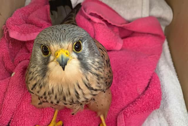 The kestrel that was rescued
