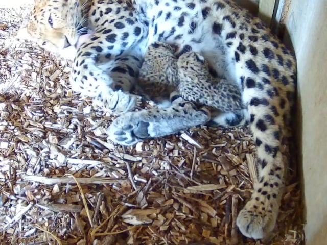 The Spring baby boom kicked off with the birth of Lewis and Ali, the Amur leopard cubs