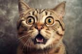 A third of pet owners say they have had sex in front of their animals.