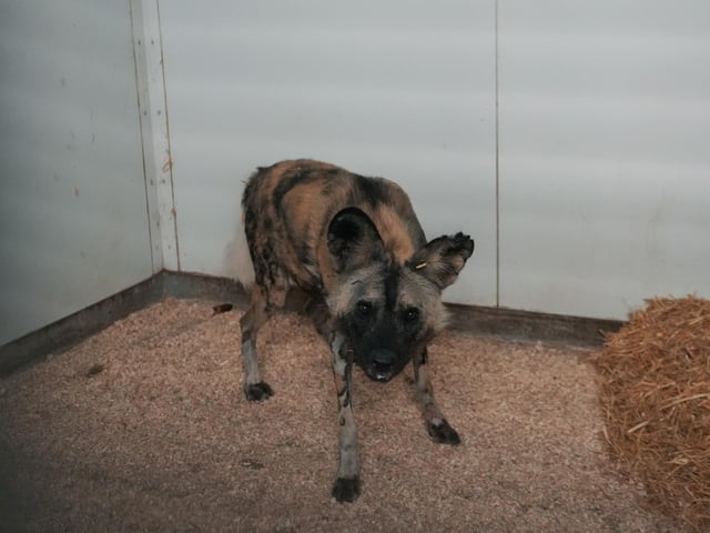 YWP welcomed two new endangered African painted dogs, Blondie and T’Challa, to the pack