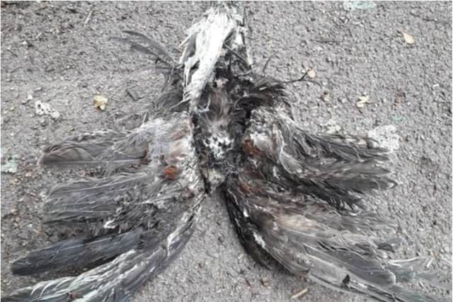 The bird of prey was found in Bessacarr with its feet cut off and burnt feathers. (Photo: Karl Horsfield).