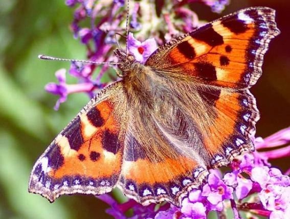 We have had a few nice days inbetween all the storms this week. @ianjamesstubbs found a butterfly to capture.
