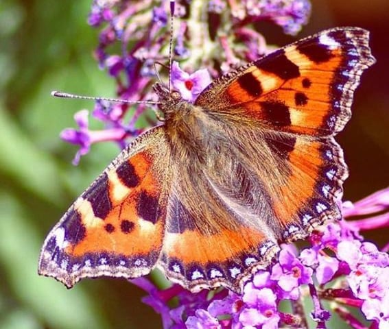We have had a few nice days inbetween all the storms this week. @ianjamesstubbs found a butterfly to capture.