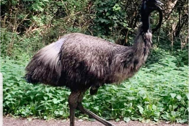 The huge bird was spotted on the loose in Sprotbrough and Cusworth.