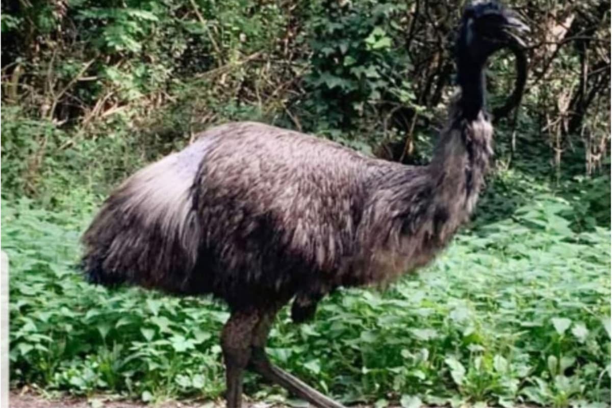 Escaped Doncaster emu Ethel finally safe after being recaptured at Cusworth Hall 