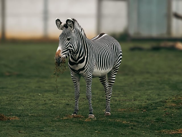 The onset of autumn saw the arrival of Gamba, a male Grevy’s zebra - the most endangered species of zebra