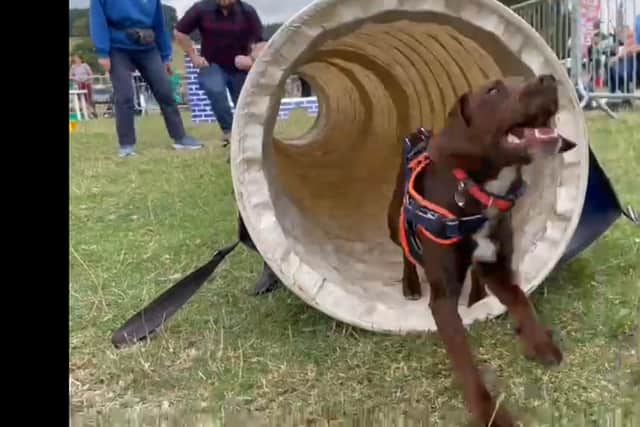 Only six months ago, adorable Sheffied pet dog Bonnie was in the care of the RSPCA after being rescued from abuse. Now she is set to appear at Crufts. Bonnie is pictured taking on the Scrufts obstacle course