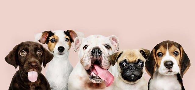 Picture: Shutterstock