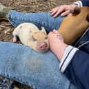 Miniature pigs can make amazing pets - Animal News Agency