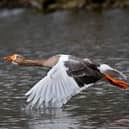 This is our picture of the week which was contributed by Chris Cull from Doncaster.
It shows a greylag goose in flight at Sandall Park. If you have a picture you would like to share with our readers then please get in touch. Email editorial@doncastertoday.co.uk