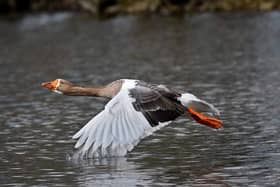 This is our picture of the week which was contributed by Chris Cull from Doncaster.
It shows a greylag goose in flight at Sandall Park. If you have a picture you would like to share with our readers then please get in touch. Email editorial@doncastertoday.co.uk