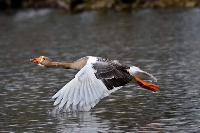 This is our picture of the week which was contributed by Chris Cull from Doncaster.
It shows a greylag goose in flight at Sandall Park. If you have a picture you would like to share with our readers then please get in touch. Email editorial@doncastertoday.co.uk