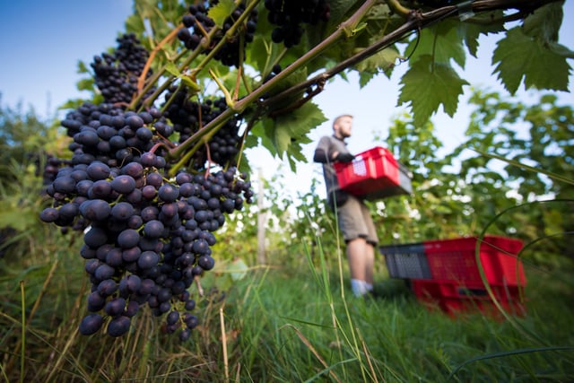 Grape picking  at Amber Valley Wines in Wessington, Derbyshire in 2018.