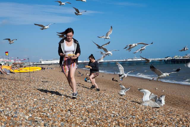 Gulls can pose a serious safety risk. CREDIT - erostunova at 123rf.com