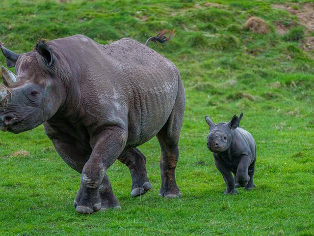 Najuma, a Black Rhino, with her male calf who was born on Janurary 16th, 2024, at Yorkshire Wildlife Park in Doncaster.