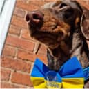 Bow ties sporting the message 'Stand With Ukraine' are being sold by a Doncaster petwear firm.