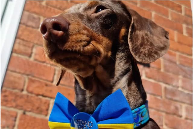 Bow ties sporting the message 'Stand With Ukraine' are being sold by a Doncaster petwear firm.