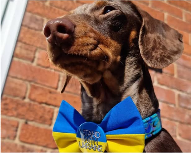 Bow ties sporting the message 'Stand With Ukraine' are being sold by a Doncaster petwear firm.