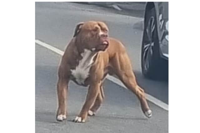 Police in Doncaster are probing the dog attack.