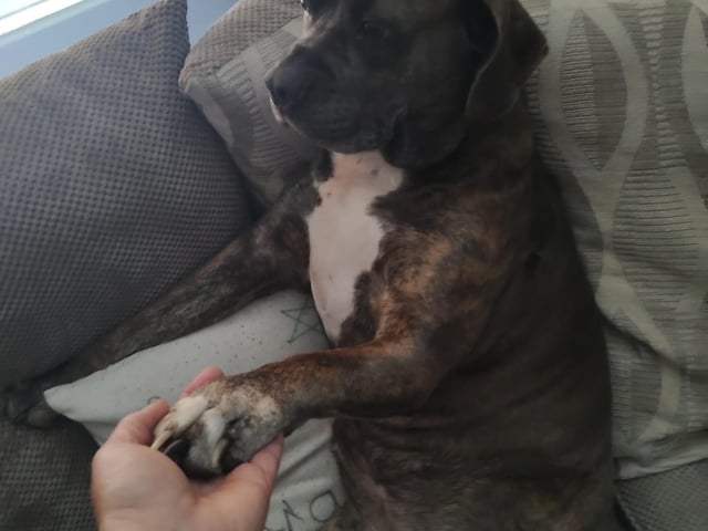 Paws to meet Sarah Shuttleworth's special 'baby girl' Nala.