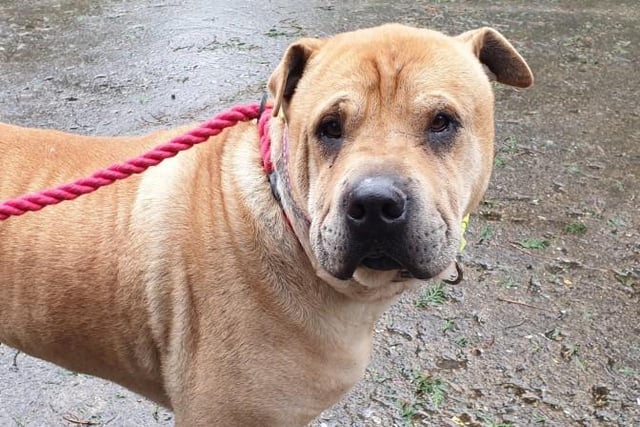 Sid is a Sharpei X Labrador, aged nine years old. He has been neutered and is best suited to a home with older teenagers