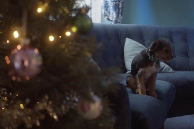 The new campaign highlights the problems with pandemic pets being abandoned.