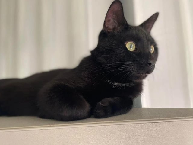 Another former stray, one year old Richie is an extremely affectionate little boy who loves treats and cuddles. He may struggle to adapt to a household with young children, however.