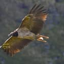The rare bird was sighted over Howden Moor. (Photo: Indy Greene/DWT)
