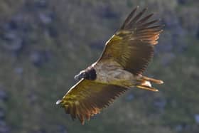 The rare bird was sighted over Howden Moor. (Photo: Indy Greene/DWT)