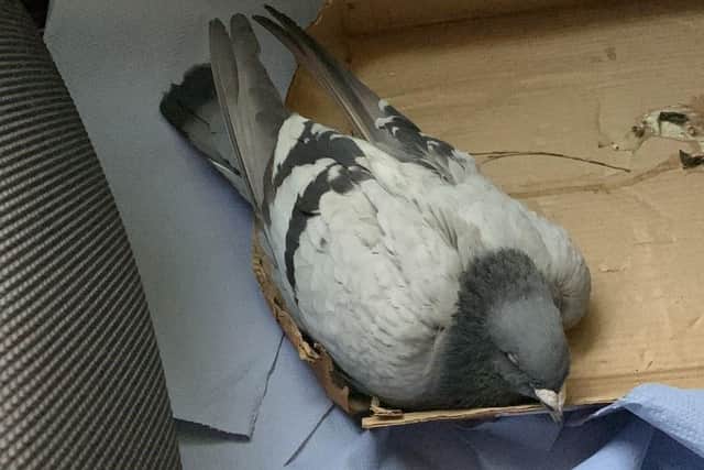 Peter the injured pigeon