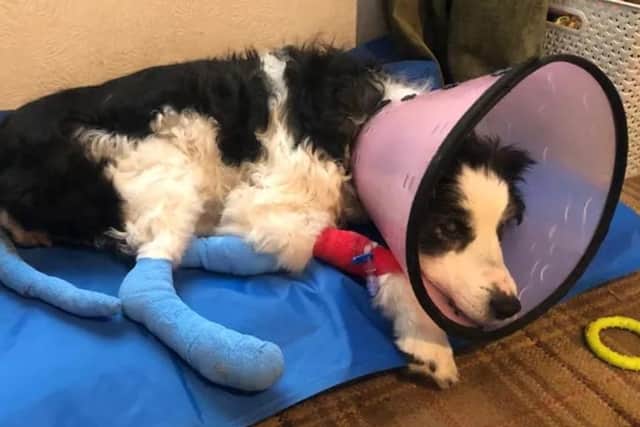 Poppy all bandaged up.
