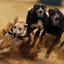 Pet charity questions greyhound stadiums over data on injuries and deaths. Credit: Blue Cross