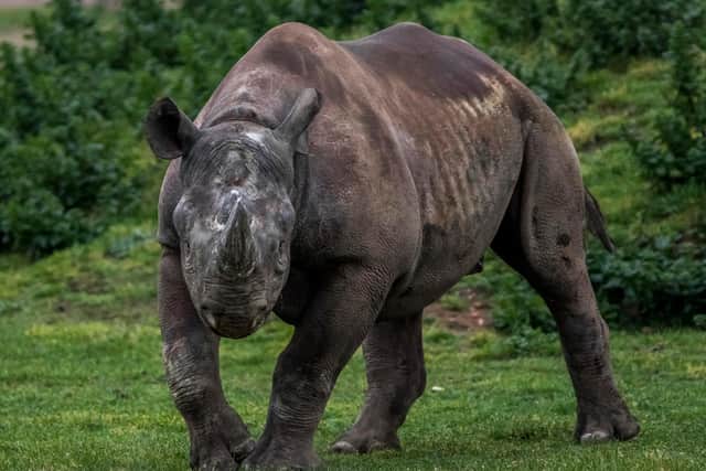 The Yorkshire Wildlife Park has dedicated time and resources to helping the rhinos.
