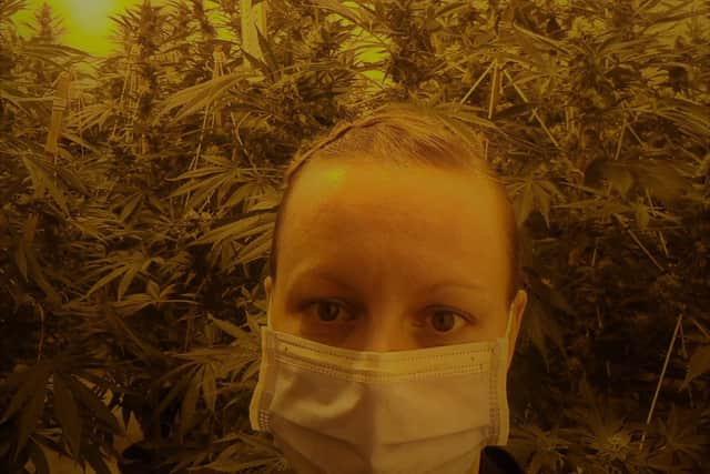 The Cannabis was found in Bentley.