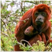 A new red howler monkey has arrived at Yorkshire Wildlife Park.