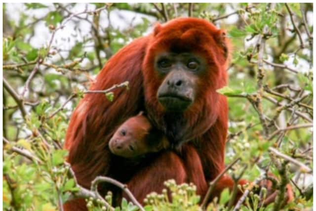 A new red howler monkey has arrived at Yorkshire Wildlife Park.
